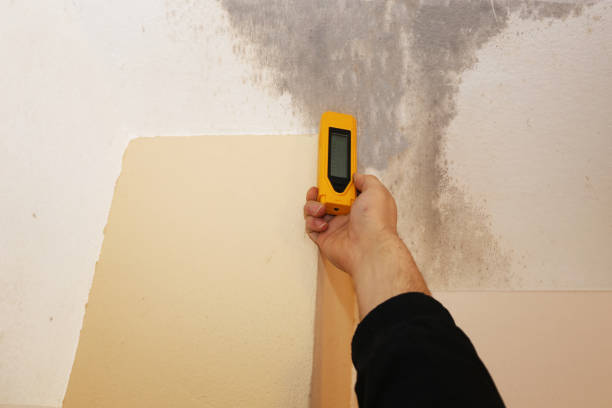 Professional Mold Removal in Bradley Beach, NJ